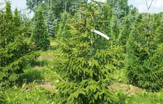 Picea orientalis 'Aureospicata' Picea orientalis 'Aureospicata'