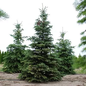 Picea pungens Picea pungens