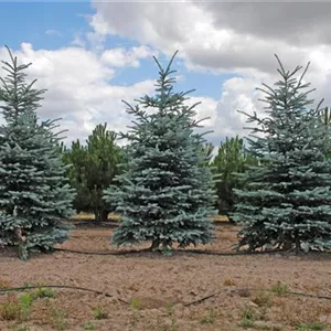 Picea pungens 'Fat Albert' Picea pungens 'Fat Albert'