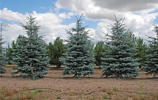 Picea pungens 'Fat Albert'