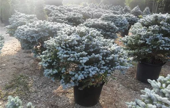 Picea pungens 'Glauca Globosa'