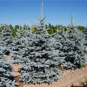 Picea pungens 'Hoopsii' Picea pungens 'Hoopsii'