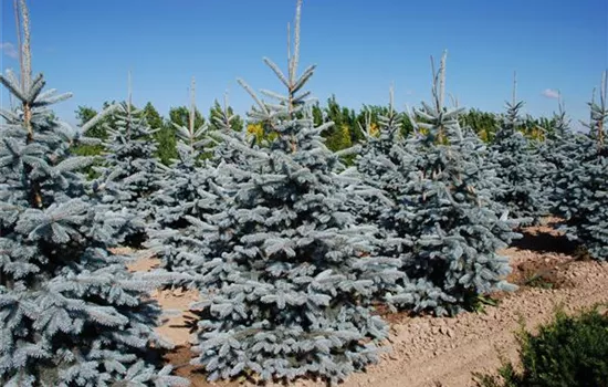Picea pungens 'Hoopsii'