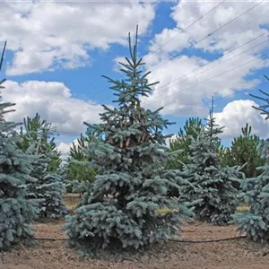 Picea pungens 'Koster' Picea pungens 'Koster'