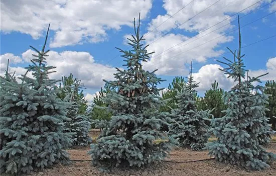 Picea pungens 'Koster'