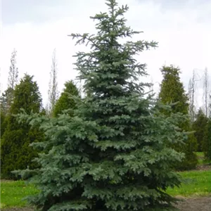 Picea pungens 'Glauca' Picea pungens 'Glauca'