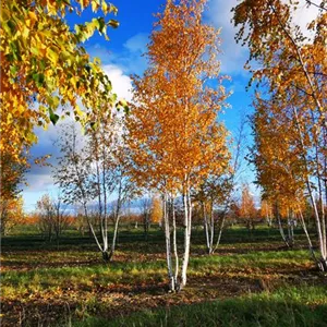 Betula pendula Betula pendula