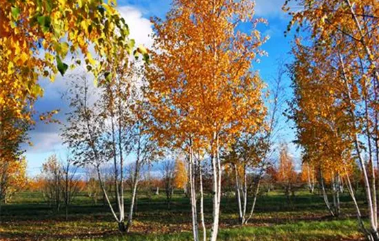 Betula pendula Betula pendula