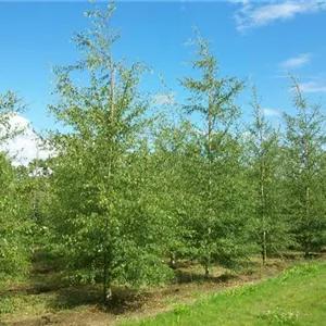 Betula pendula 'Dalecarlica'