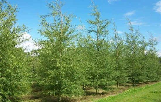 Betula pendula 'Dalecarlica' Betula pendula 'Dalecarlica'
