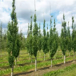 Betula pendula 'Fastigiata'