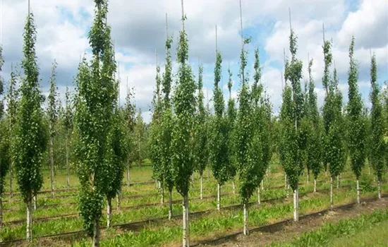 Betula pendula 'Fastigiata' Betula pendula 'Fastigiata'
