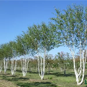 Betula utilis 'Doorenbos' Betula utilis 'Doorenbos'