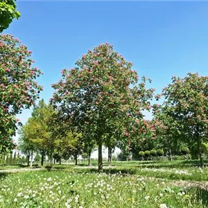 Aesculus carnea 'Briotii'