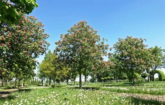 Aesculus carnea 'Briotii' Aesculus carnea 'Briotii'