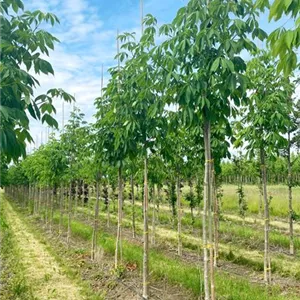 Aesculus flava 'Vestita'