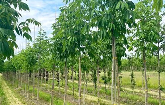 Aesculus flava 'Vestita'
