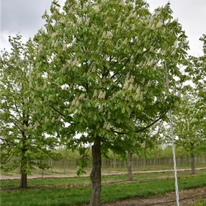 Aesculus hippocastanum