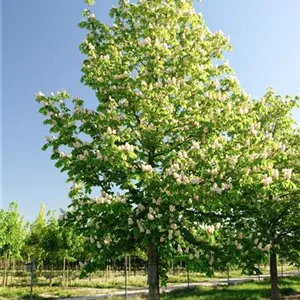 Aesculus hippocastanum 'Baumannii'