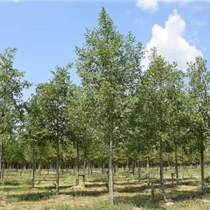 Alnus incana