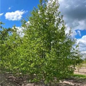 Alnus spaethii Alnus spaethii