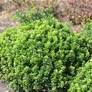 Berberis thunbergii 'Kobold' Berberis thunbergii 'Kobold'