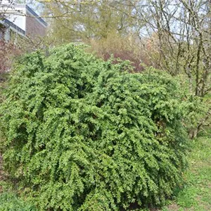 Berberis verruculosa
