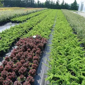 Berberis thunbergii 'Green Carpet'