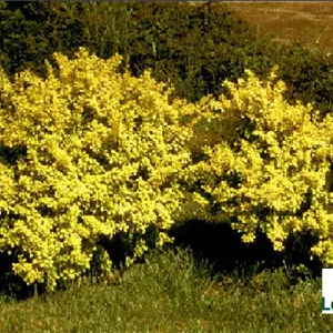 Berberis thunbergii 'Aurea'