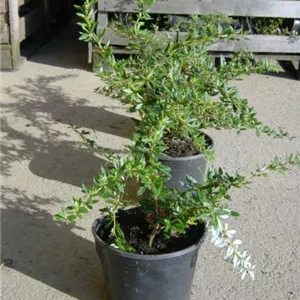 Berberis frikartii 'Amstelveen'