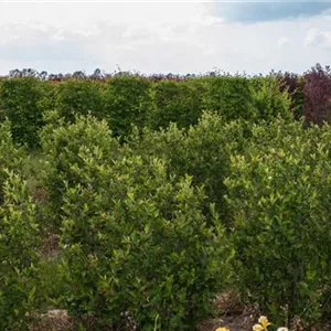 Aronia melanocarpa Aronia melanocarpa