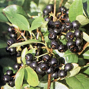Aronia prunifolia 'Viking' Aronia prunifolia 'Viking'
