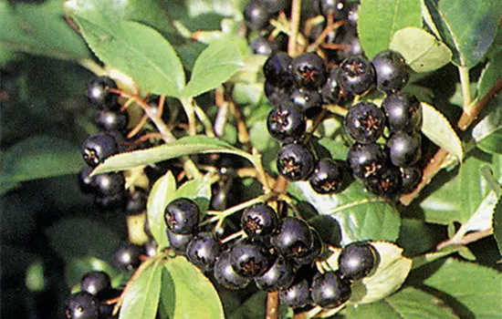 Aronia prunifolia 'Viking' Aronia prunifolia 'Viking'