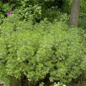 Artemisia abrotanum Artemisia abrotanum