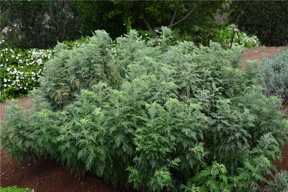 Artemisia absinthium