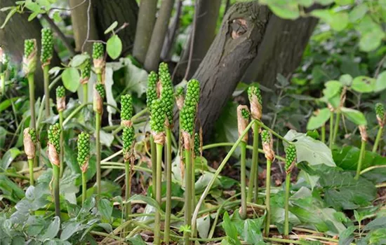 Arum italicum Arum italicum
