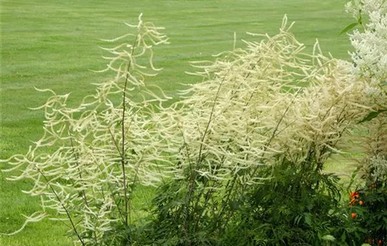 Aruncus dioicus 'Kneiffii' Aruncus dioicus 'Kneiffii'