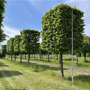 Carpinus betulus Carpinus betulus
