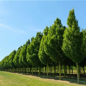 Carpinus betulus 'Fastigiata' Carpinus betulus 'Fastigiata'