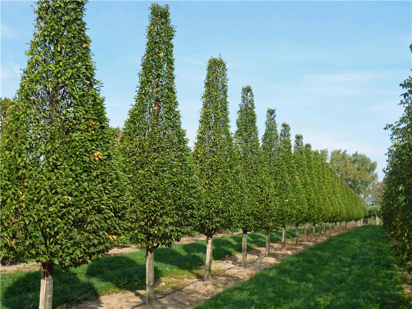 Carpinus betulus 'Fastigiata'