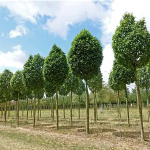 Carpinus betulus 'Fastigiata Monument'