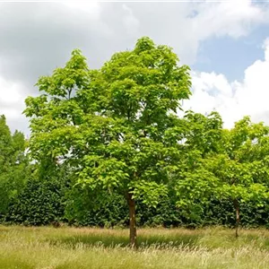 Catalpa bignonioides Catalpa bignonioides