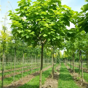 Catalpa bignonioides 'Aurea'