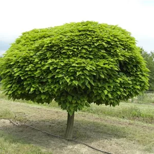 Catalpa bignonioides 'Nana'