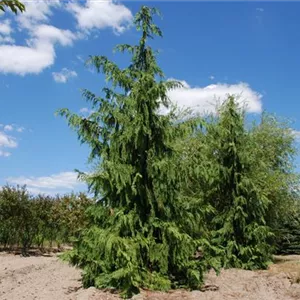 Chamaecyparis nootk.'Pendula' Chamaecyparis nootk.'Pendula'