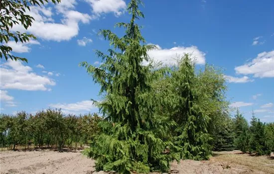 Chamaecyparis nootk.'Pendula'