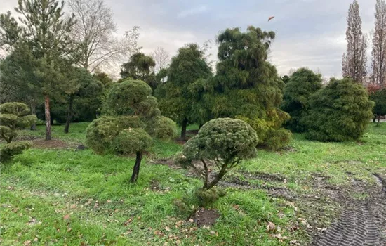 Chamaecyparis pis. 'Filifera Aurea Nana'