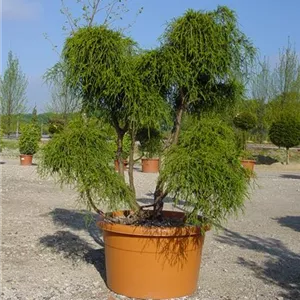 Chamaecyparis pis.'Filifera Nana' Chamaecyparis pis.'Filifera Nana'