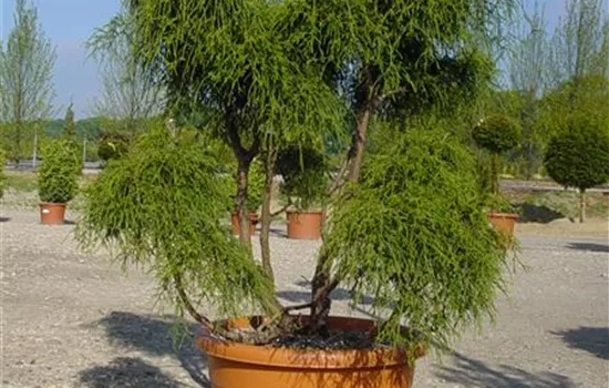 Chamaecyparis pis. 'Filifera Nana'