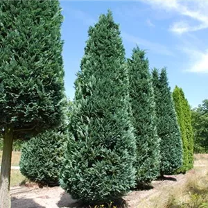 Chamaecyparis laws.'Columnaris' Chamaecyparis laws.'Columnaris'